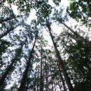 숲속의평창 이미지