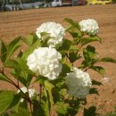 꽃향기어린이집 이미지