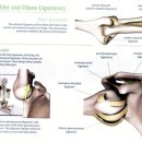 해부학) ligaments (인체의 인대) 이미지