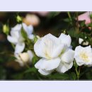 곡성-092 이미지
