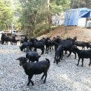 친환경흑염소농장 이미지