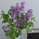 신흥종묘사 이미지