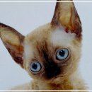 부산고양이분양제나캣 사상점 | 부산에서 만나는 특별한 고양이 친구들, 사상구의 따뜻한 분양 공간