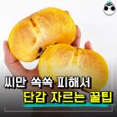 ▶단감 이렇게 자르면 씨 쏙 빠집니다.◀ 이미지