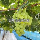 솔솔포도원
