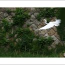 요술공주