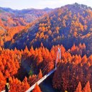 기성초등학교 | 장태산 자연휴양림 가을풍경, 메타세쿼이아길·단풍 포토존·출렁다리·스카이워크 후기