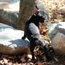 빵실하개 이미지