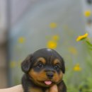 오산강아지분양 방문 후기 남깁니다! 이미지