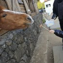 기수네목장 | 성산일출봉카페 승마체험가능한 목장밭디