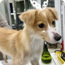 이솜동물병원 이미지