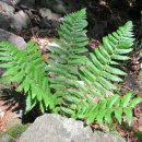 동학사1·2로 이미지