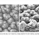 나노벽돌