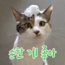새싹 동물병원 | 강아지고양이샴푸 마음더, 성분 따져고른 샴푸로 고양이 목욕 후기