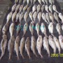 여주-0071 Daum카페