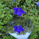 선문염송설화 이미지