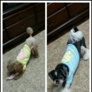 버블버블 애견샵 이미지