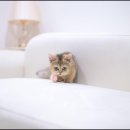 유앤미펫 강아지분양 고양이분양 용인점 이미지