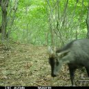 국립공원공단 국립공원야생생물보전원 북부보전센터 이미지