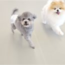 리치펫하우스 이미지