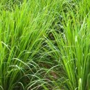 김정희오일 이미지