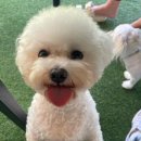영심이꽃세상