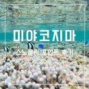포인트 | 미야코지마 해변 스노쿨링 포인트 셀프 스노클링 후기