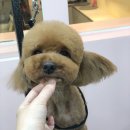 베이글버트그루밍