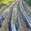 이팝농장 이미지