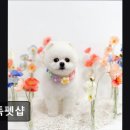 쿨독펫샵 네이버블로그