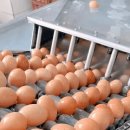 계란빵 생산 공장.gif 이미지