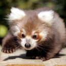 레드팬더 이미지