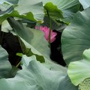 유등연지입구 이미지