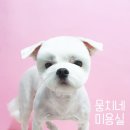 뭉치네 미용실 이미지