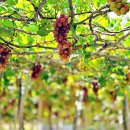 보석농장 | 베트남 판랑 가볼만한곳 🍇 타이안 포도마을 ‘캉틴 포도농장’ 후기
