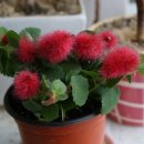 여우꼬리 이미지