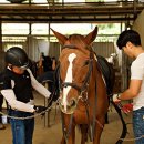 블루홀스 승마센터 이미지