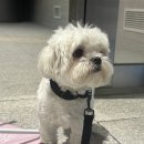 뽀식이네식당 이미지