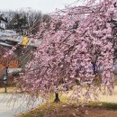 율하체육공원 분수광장 | 서울 보라매공원 능수 벚꽃 명소 위치 실시간 후기 주차장