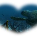 토토의 바다 이미지