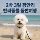 누리마루 Pet유치원 | 2박3일 광안리 반려동물 동반여행 코스 총정리🐶(+광안리 펫프렌들리 숙소 , 펫 카페)