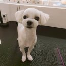 미소댕댕 이미지