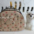 도그파파 이미지