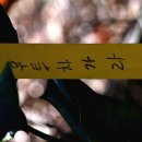 우트우트