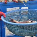 가야상회 | 광안리횟집 여수상회 참돔유비끼 포장 생새우회 일품진로 조합