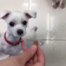 똘똘이비디오 이미지