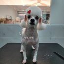 댕댕그루밍 이미지