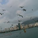 부산갈매기 - 영도구 대교로2번길 46-1 | 부산갈매기