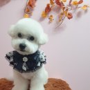 DOG LOVE WITH 란 이미지