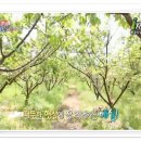 도고농장 이미지